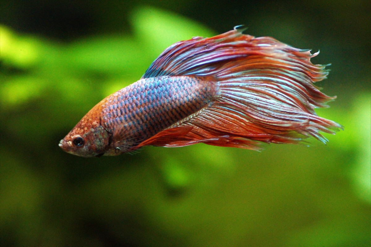 How Long Do Betta Fish Live? (and How to Increase Their Lifespan)