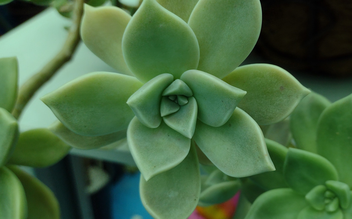 Propagating succulents is simple and easy.