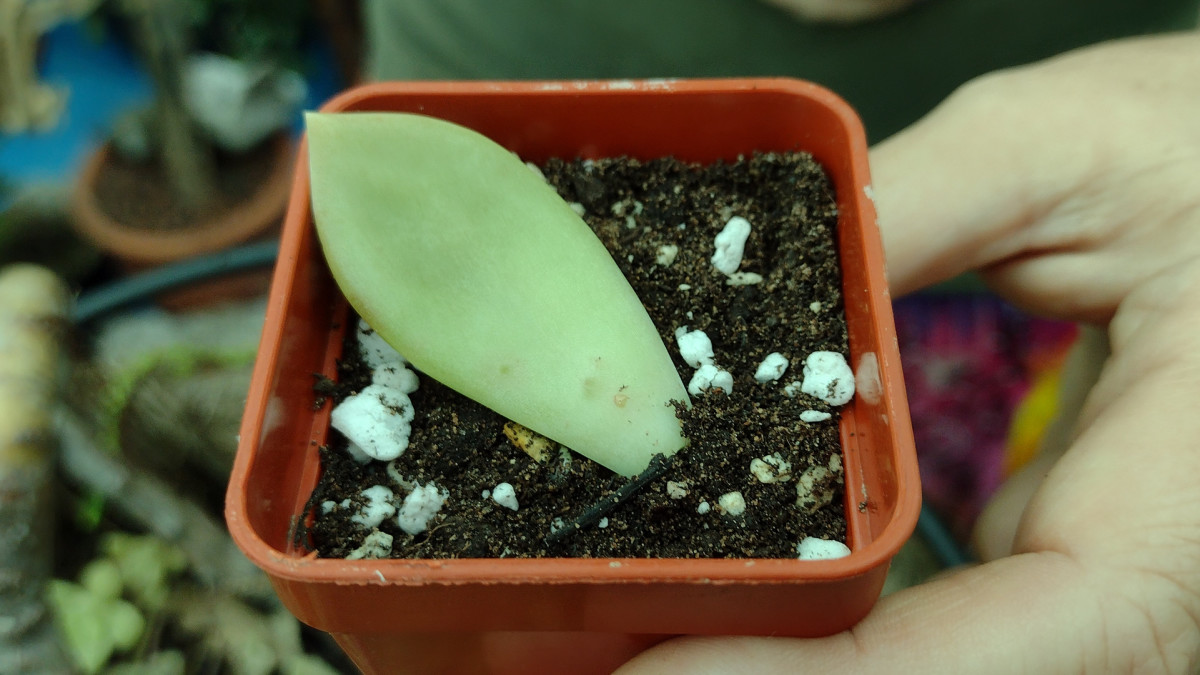Gently place the leaf on top of some well-draining cactus or succulent soil