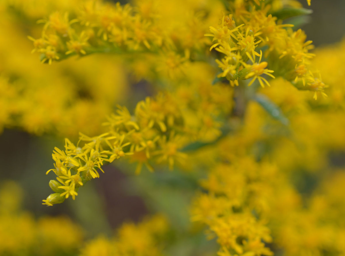 Goldenrod: Weed or Wildflower? - Dengarden