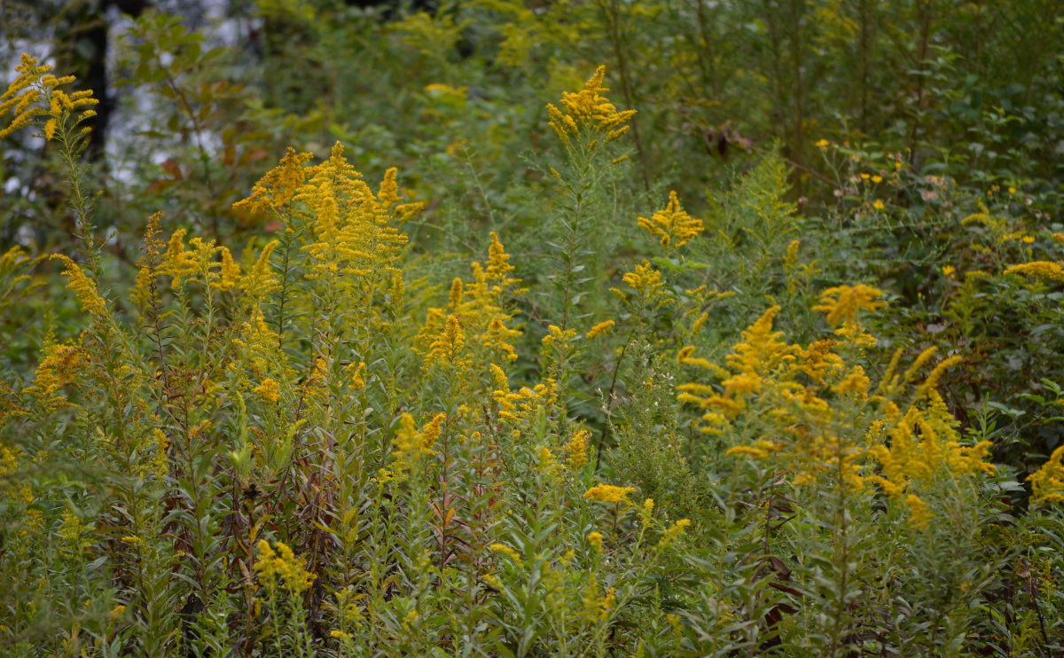 goldenrod-weed-or-wildflower