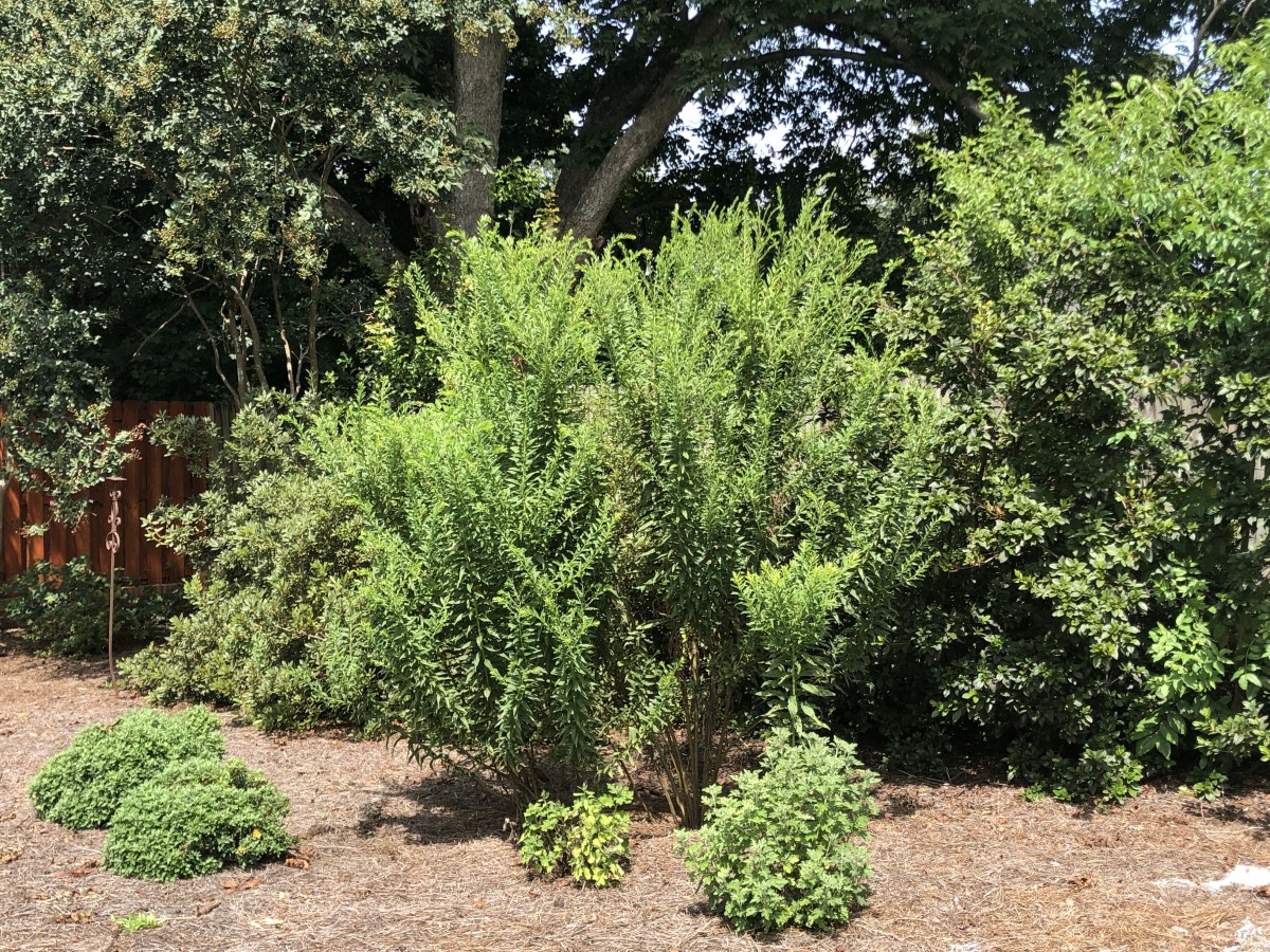 When I planted this goldenrod, it was only about 6 inches tall. Now it is as tall as the azaleas behind it, and it dwarfs the mums in front of it. 