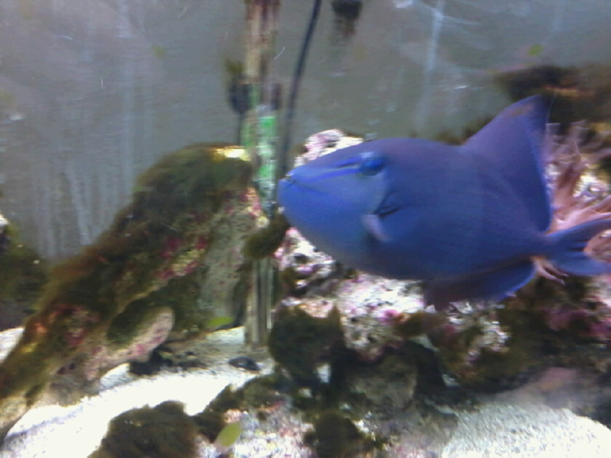 putting-trigerfish-in-your-saltwater-aquarium
