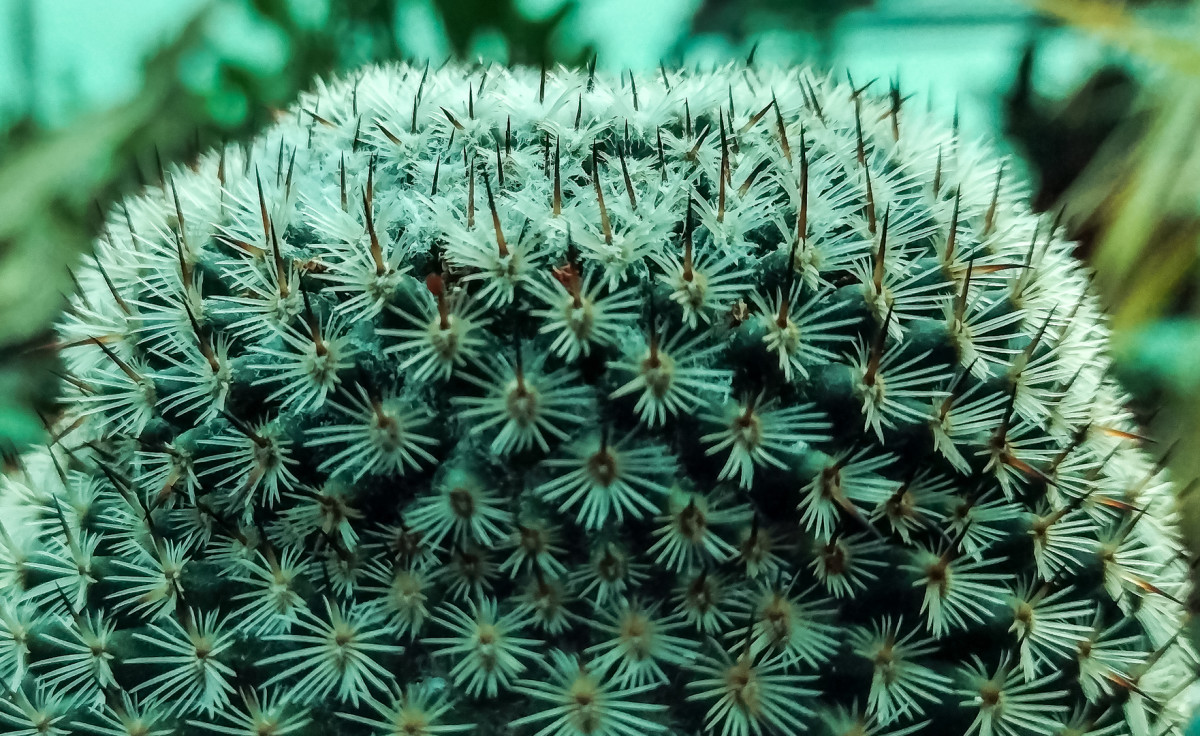 Prickly spines of a cactus.
