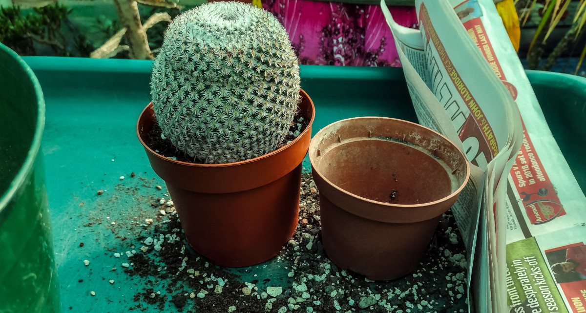 How to Repot a Cactus Without Getting Hurt Dengarden