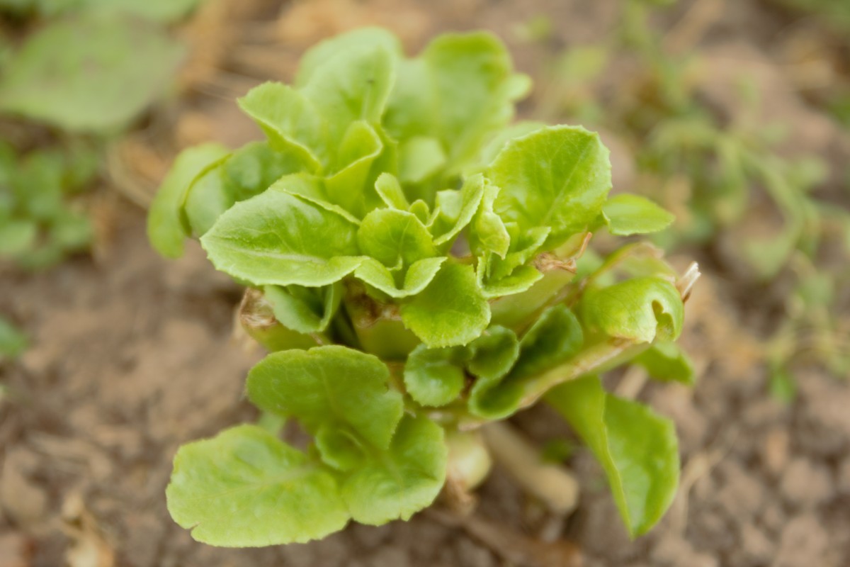 Regrowing lettuce