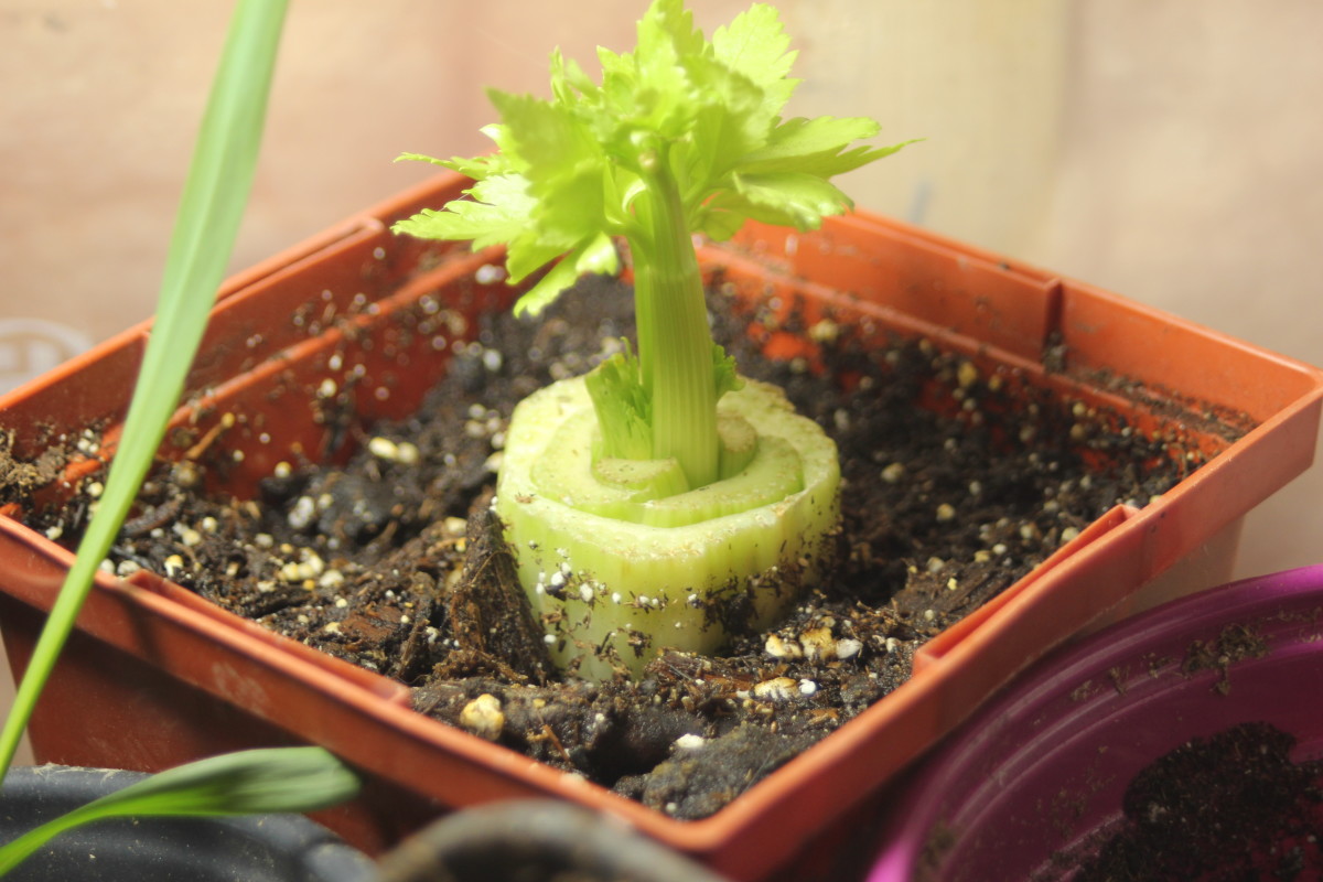 Regrowing celery