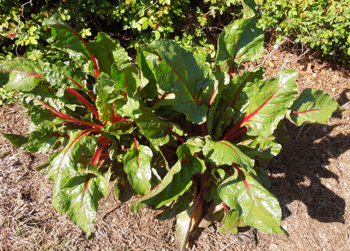 Chard growing beside my roses will end up on our table by the end of this article