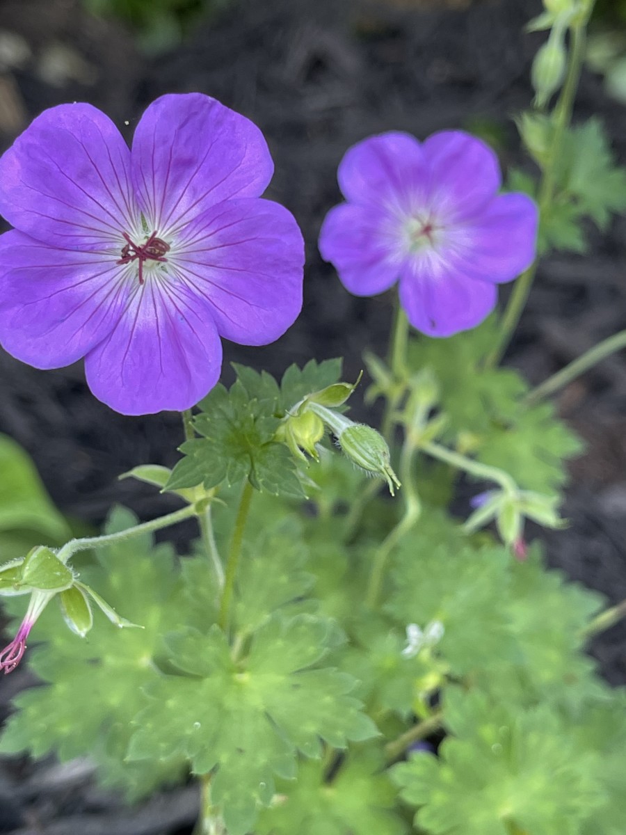 True geraniums, more commonly known as cranesbill.