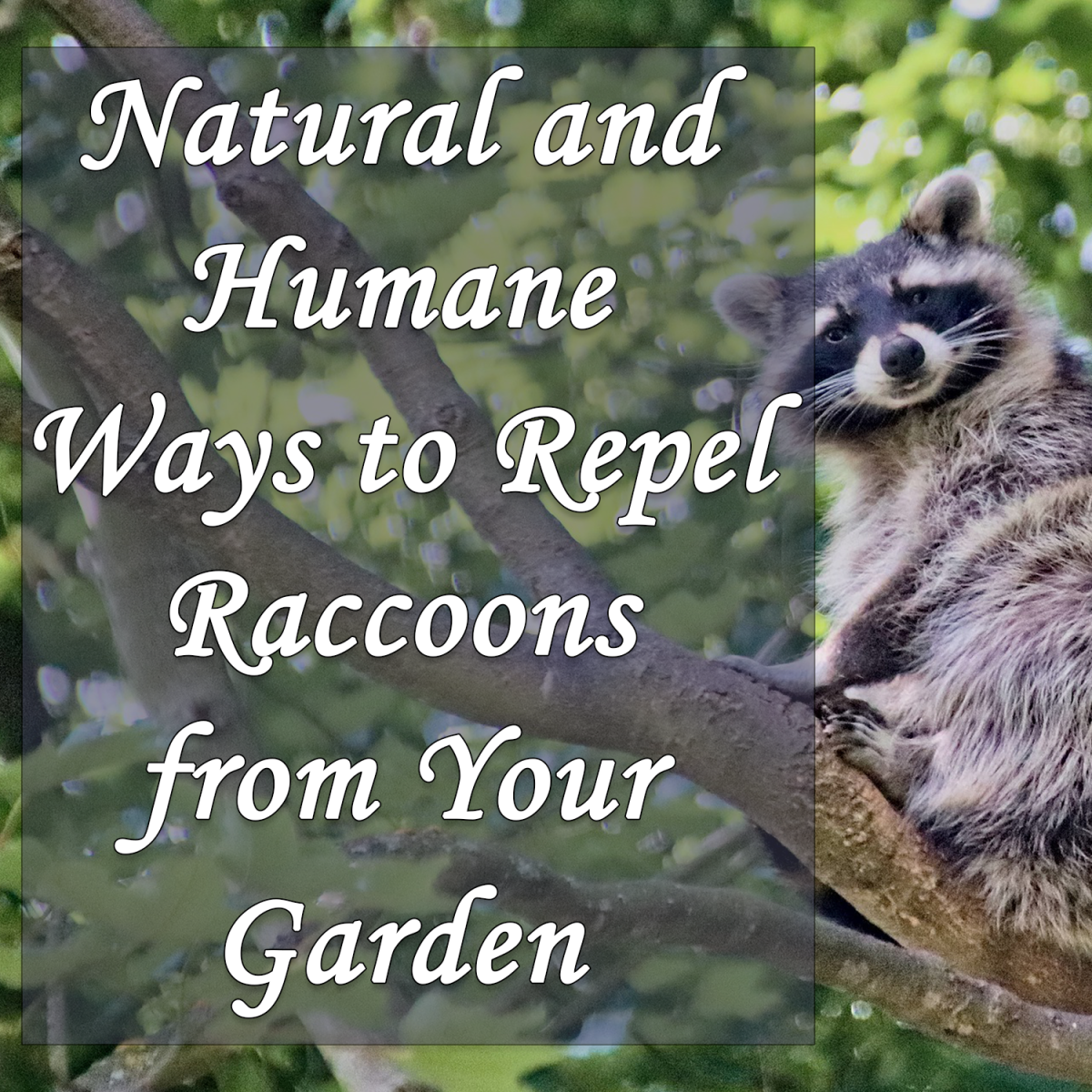 Natural and Humane Ways to Repel Raccoons From Your Garden