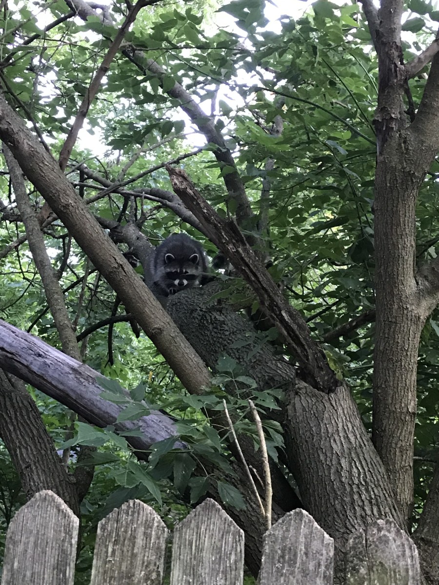 I think these raccoons live in the abandoned yard next door.