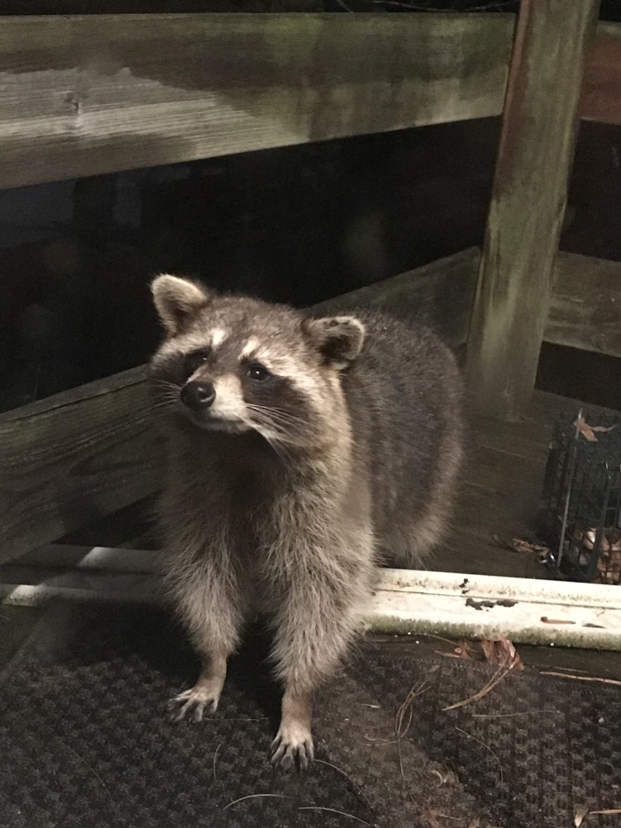 Trash pandas are jerks, but they're so cute, you can't hate them too much.