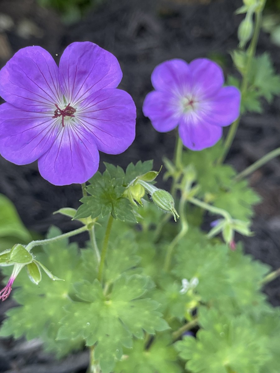 Raccoons seem to stay away from geraniums because they dislike their scent.