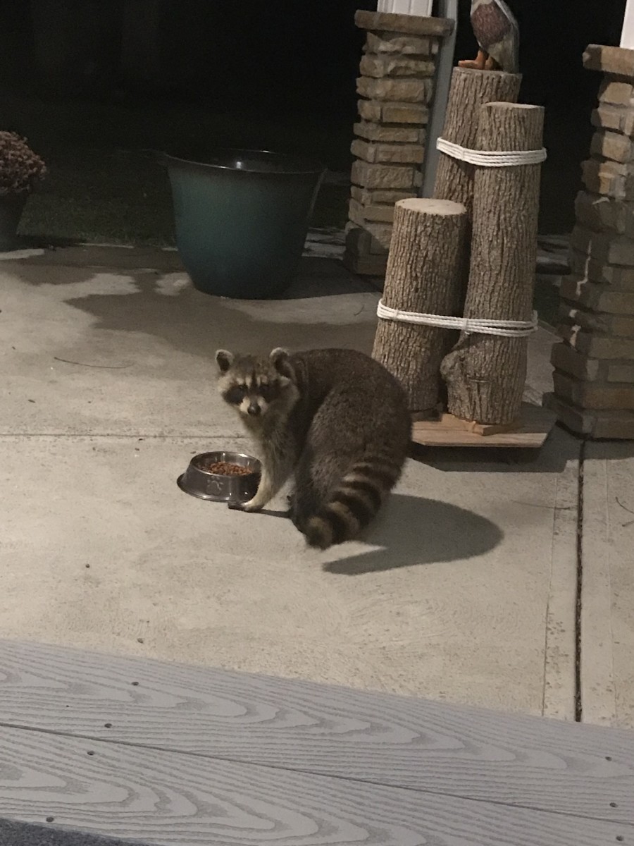 This raccoon was stealing cat food from my in-laws' patio.