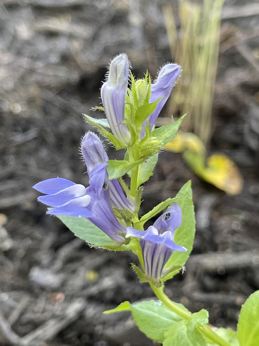 10-pollinator-friendly-perennials-that-grow-well-near-black-walnut