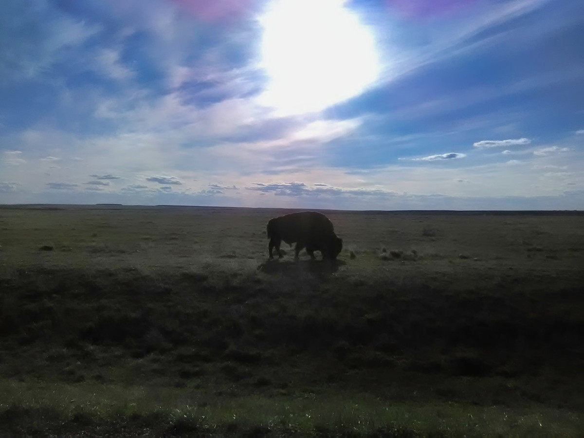 A buffalo in Grasslands National Park.