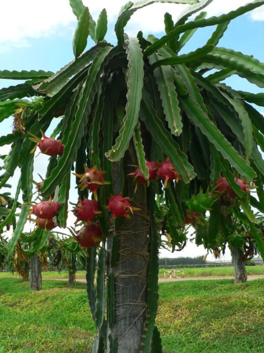 Dragon Fruit Cactus growing on Batam Island, Indonesia.