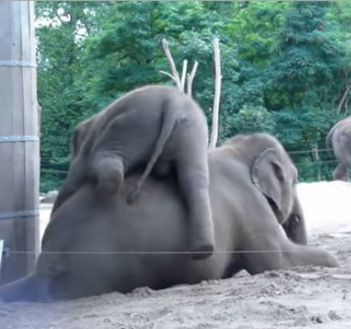 Cute Lovable Baby Elephant Videos To Share With Your Kids, Grandkids or Class