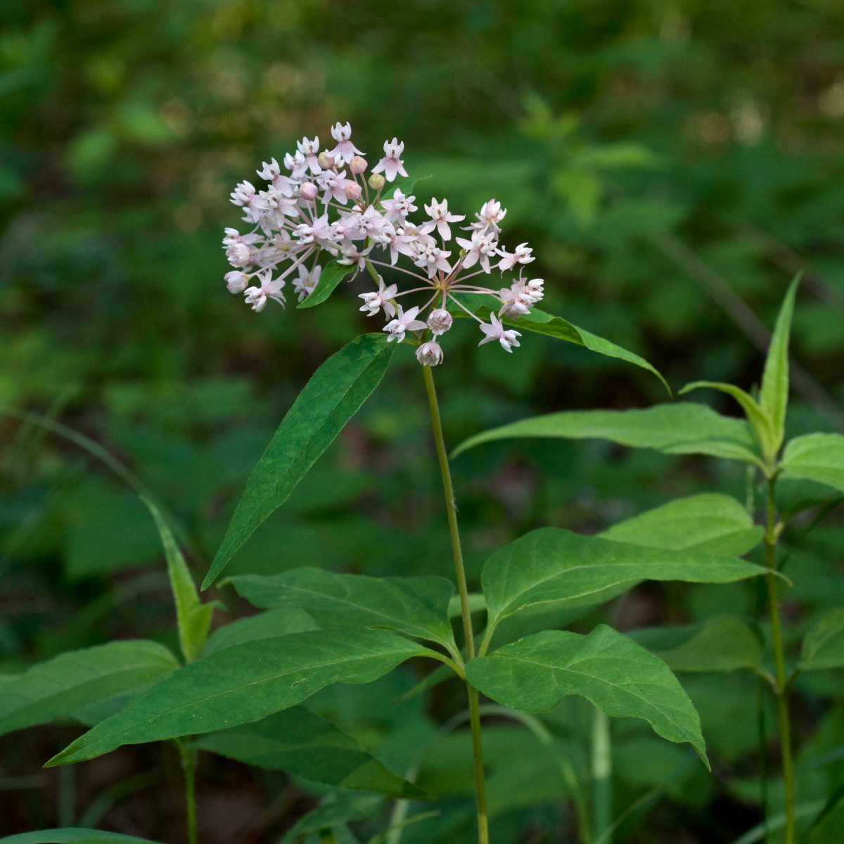 四叶乳草(Asclepias quadrifolia)