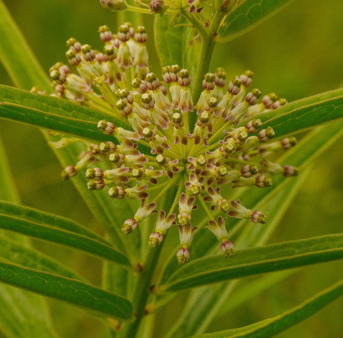 Tall Green Milkweed (Asclepias hirtella)