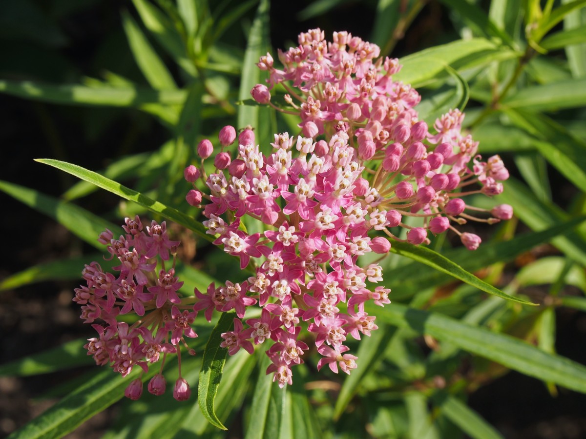 A Guide to Ohio’s 13 Native Milkweed Species