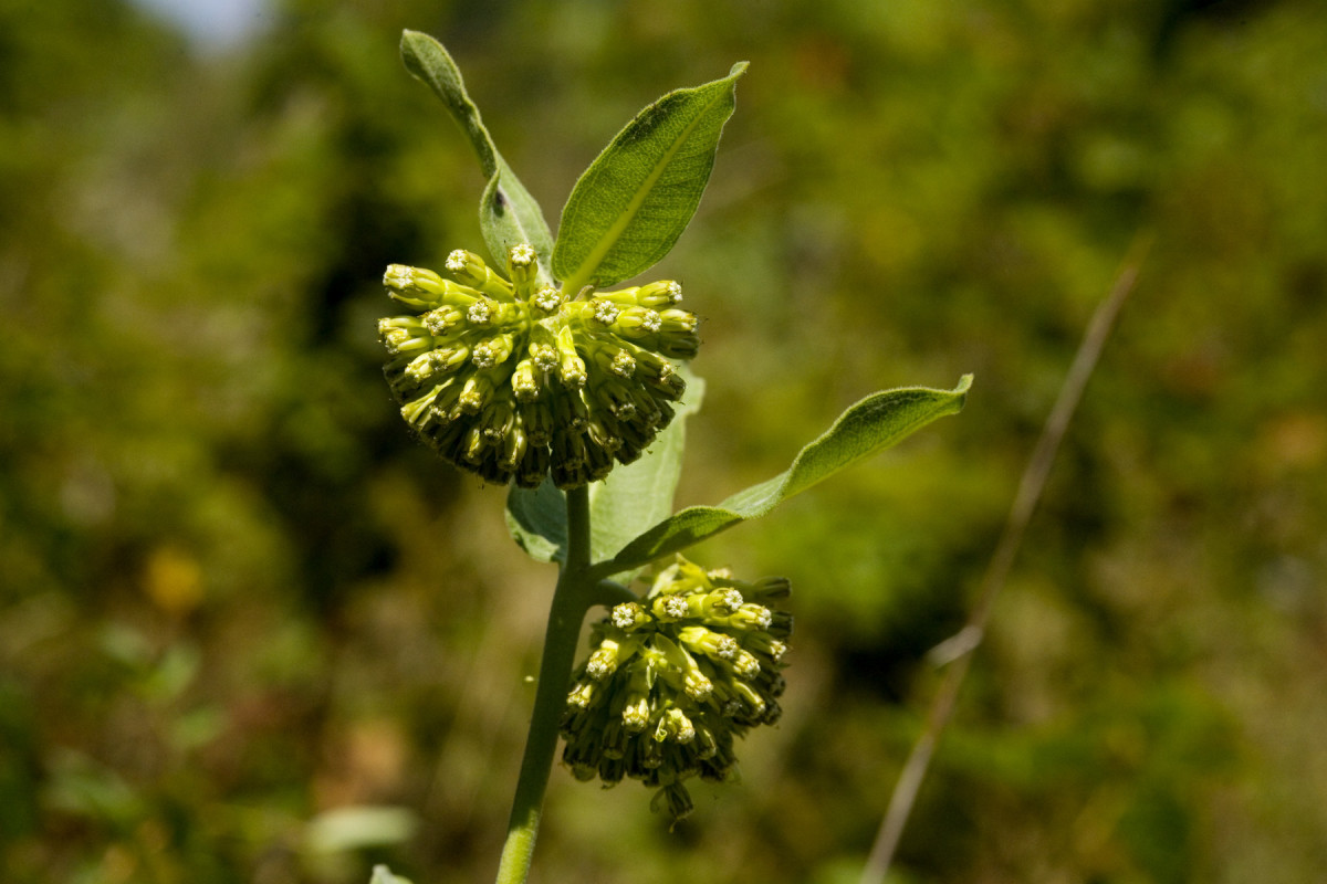 Green-flowered Milkweed (Asclepias viridiflora)