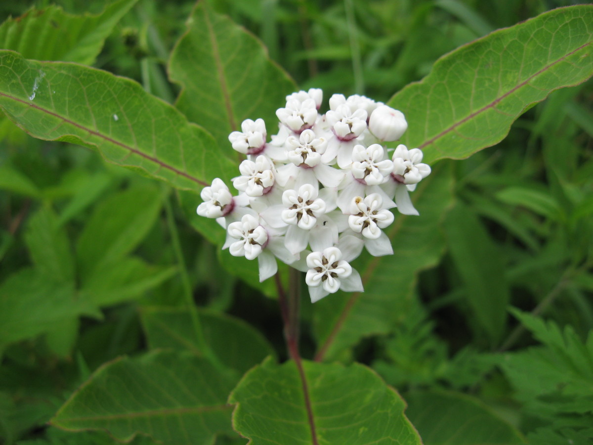 White Milkweed (Asclepias variegata)