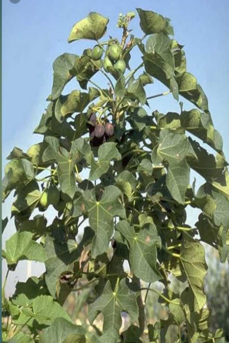 Jatropha is a plant that grows in temperate climates. The plant can grow in any part of the country. It does not require much water.