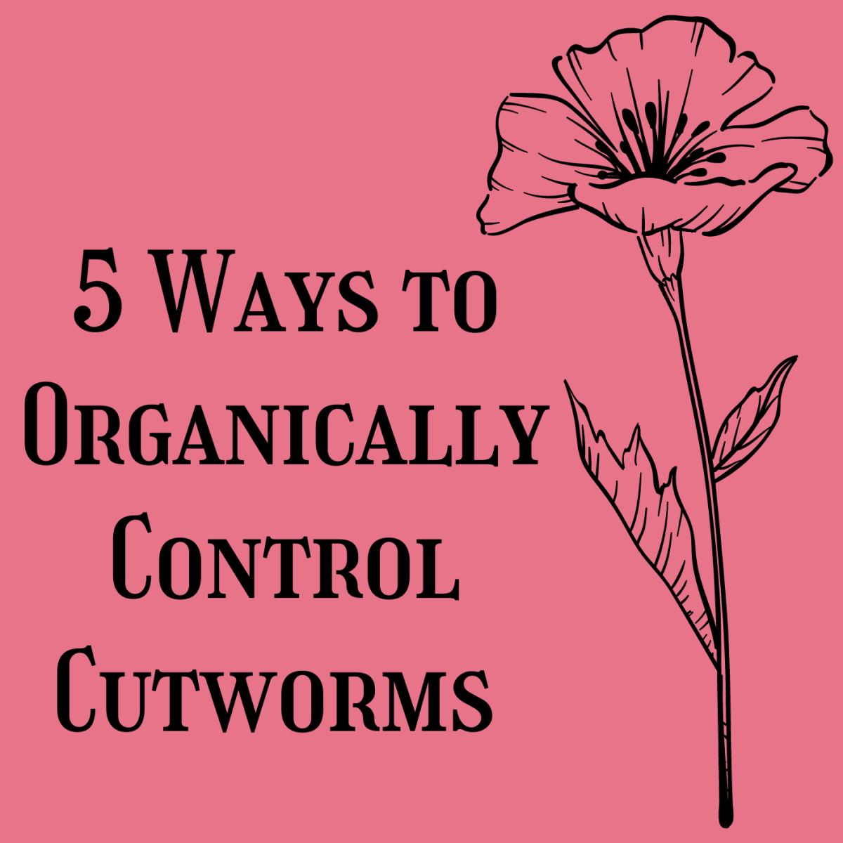 Controlling cutworms in your garden can be easy with these five tried and true methods.