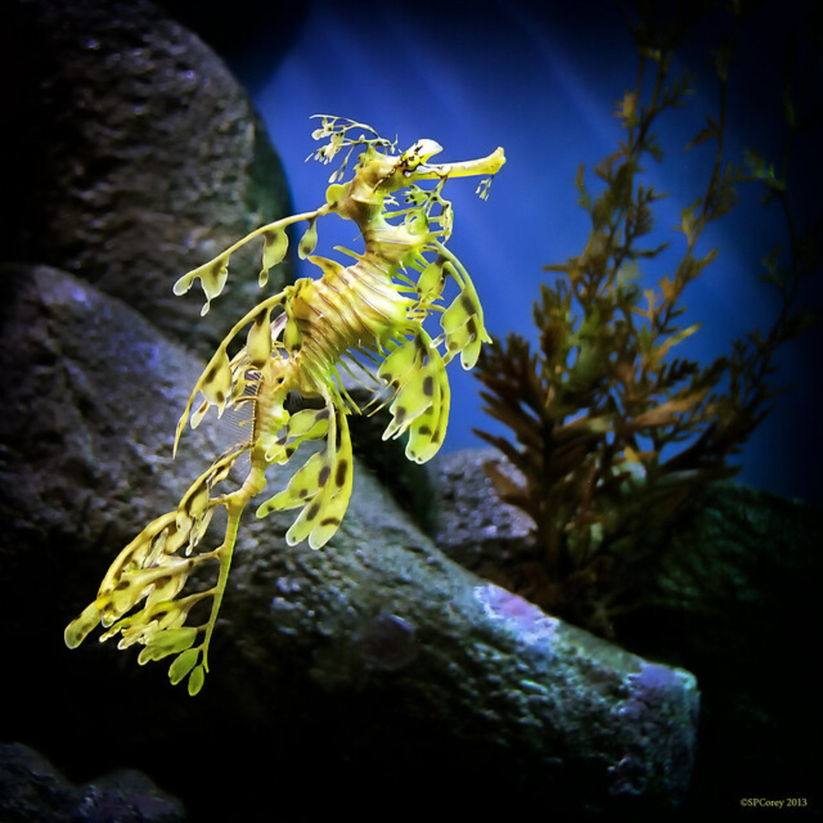 seahorse-pictures