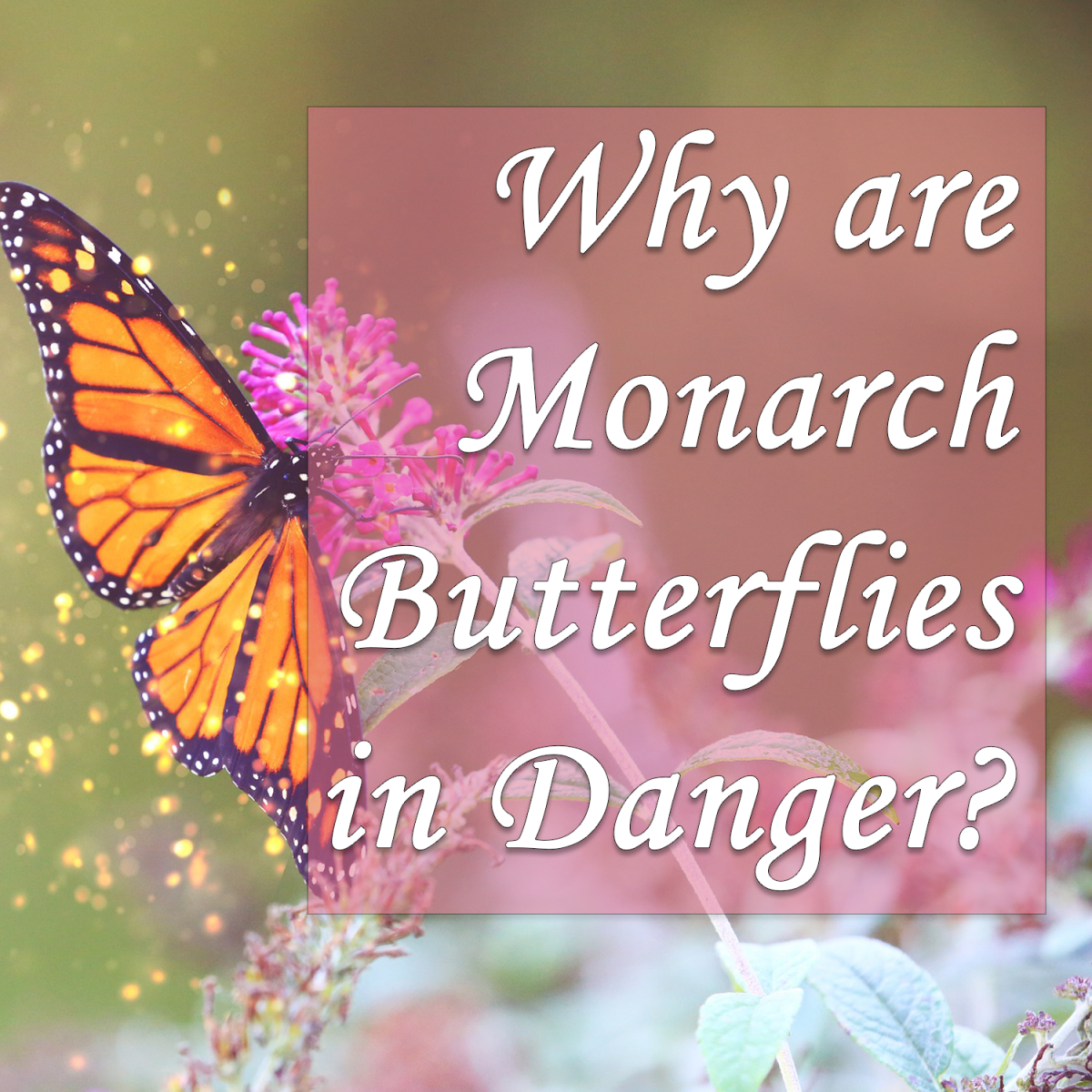 Why are monarch butterflies in danger, and what can we do to protect them?
