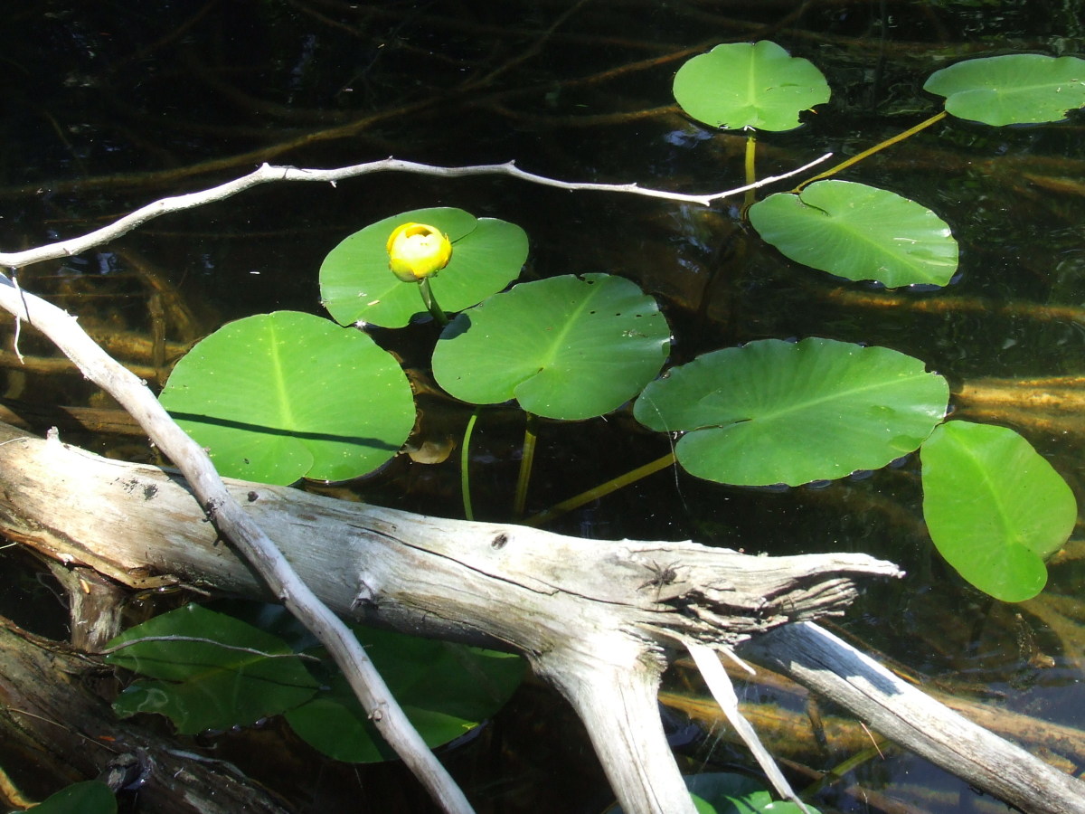 Yellow Water Lilly, on Turtle Bay, Little Lake Joseph, Ontario, Turtle Island
