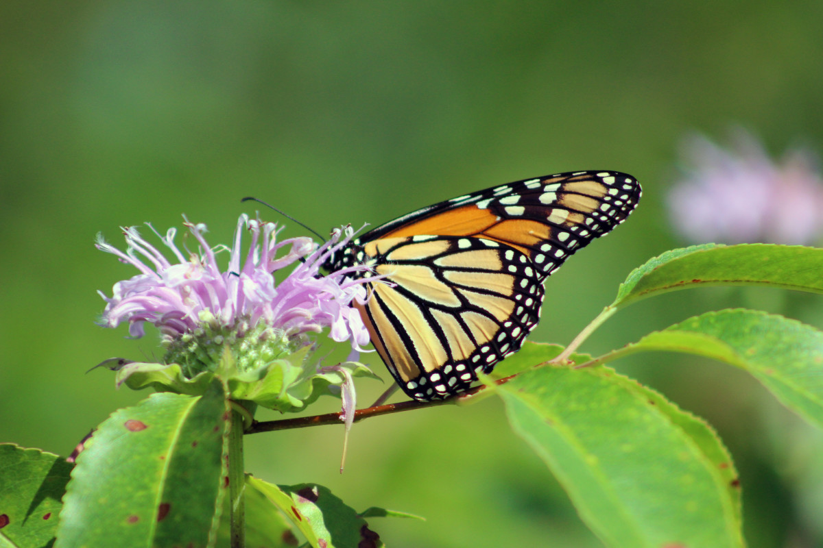 Monarch Butterfly on Wild Bergamot 