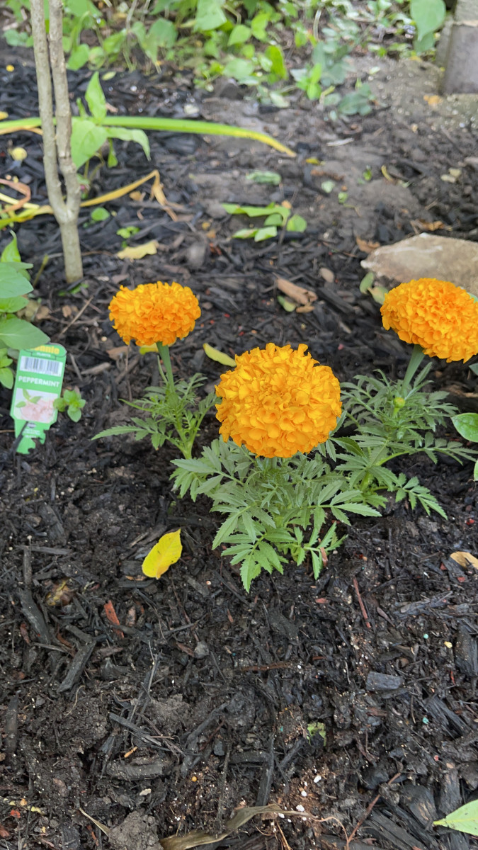 Marigolds in my garden, before they got eaten by raccoons (or maybe squirrels). They may repel mosquitoes, but they don't work on mammals.