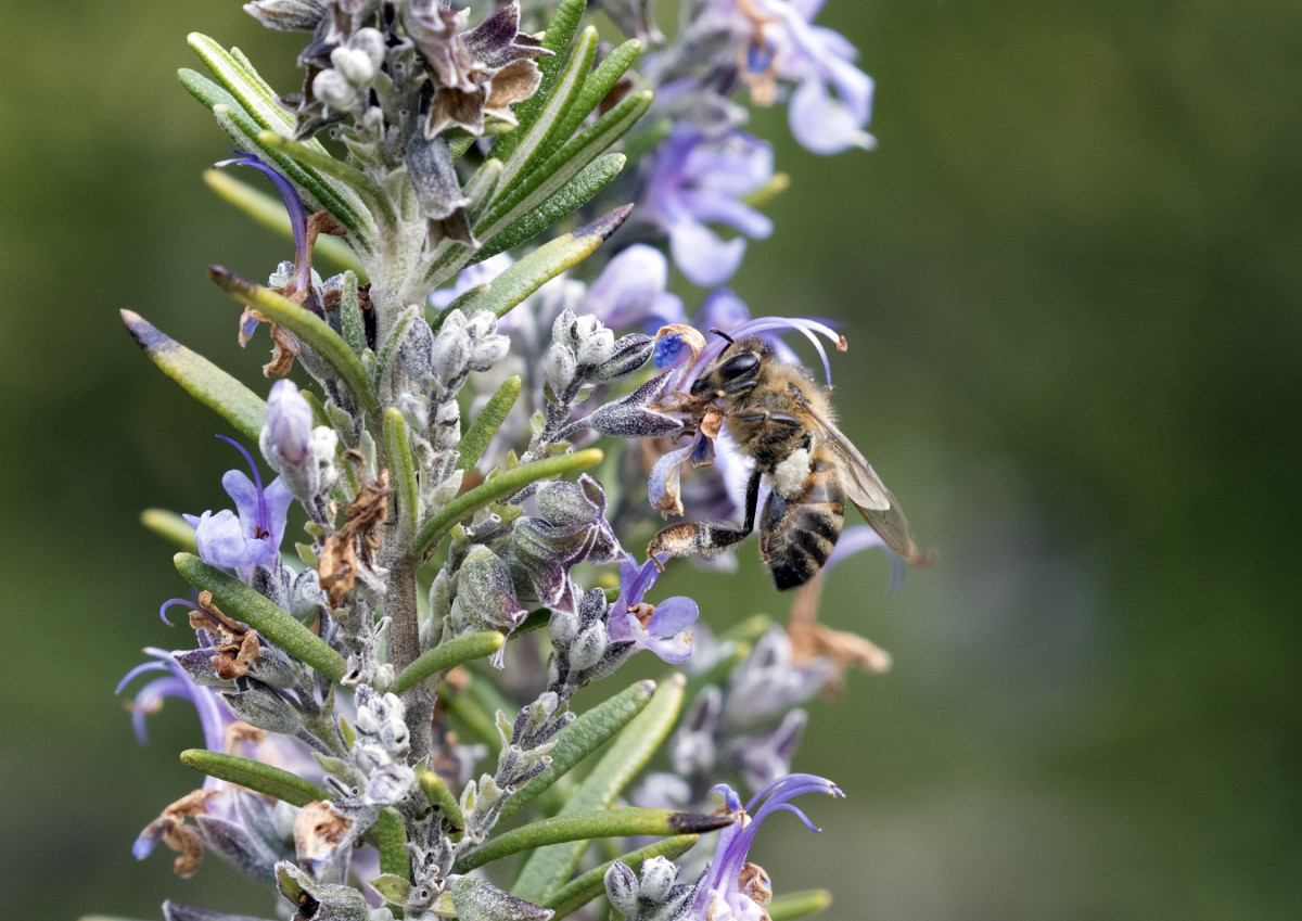 A honeybee (Apis mellifera) collecting nectar on the flowers of a rosemary plant (Rosmarinus officinalis). 