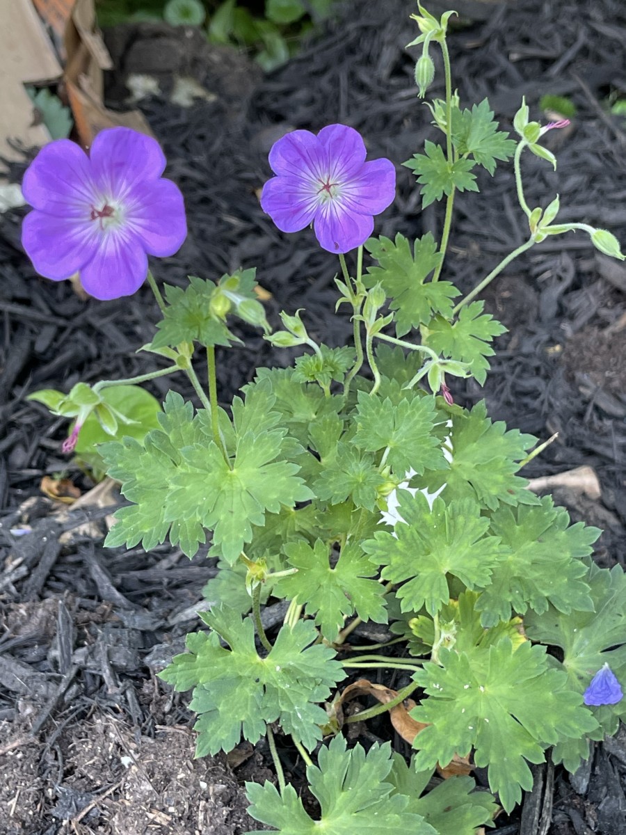 Purple geraniums in my garden.