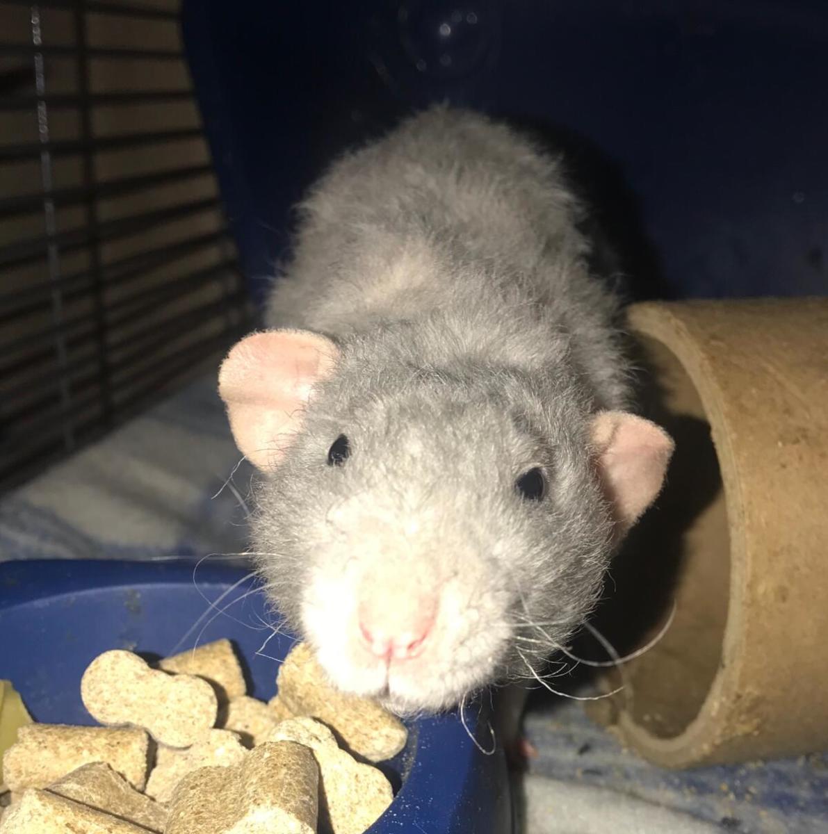 why-you-should-consider-getting-pet-rats