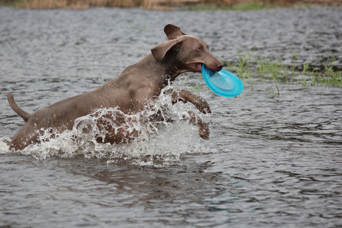 can dogs get spinal meningitis