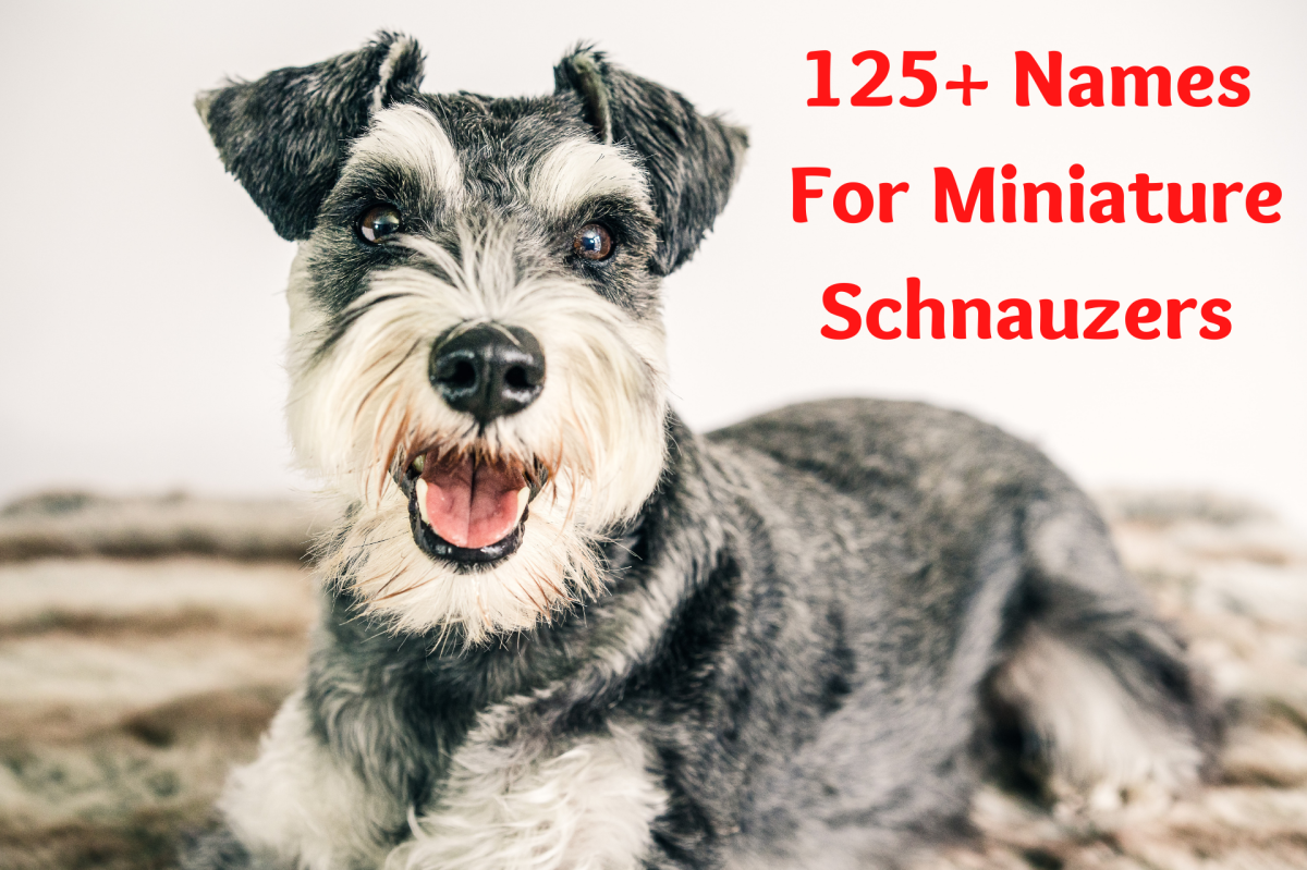 125+ Charming Names for Miniature Schnauzers