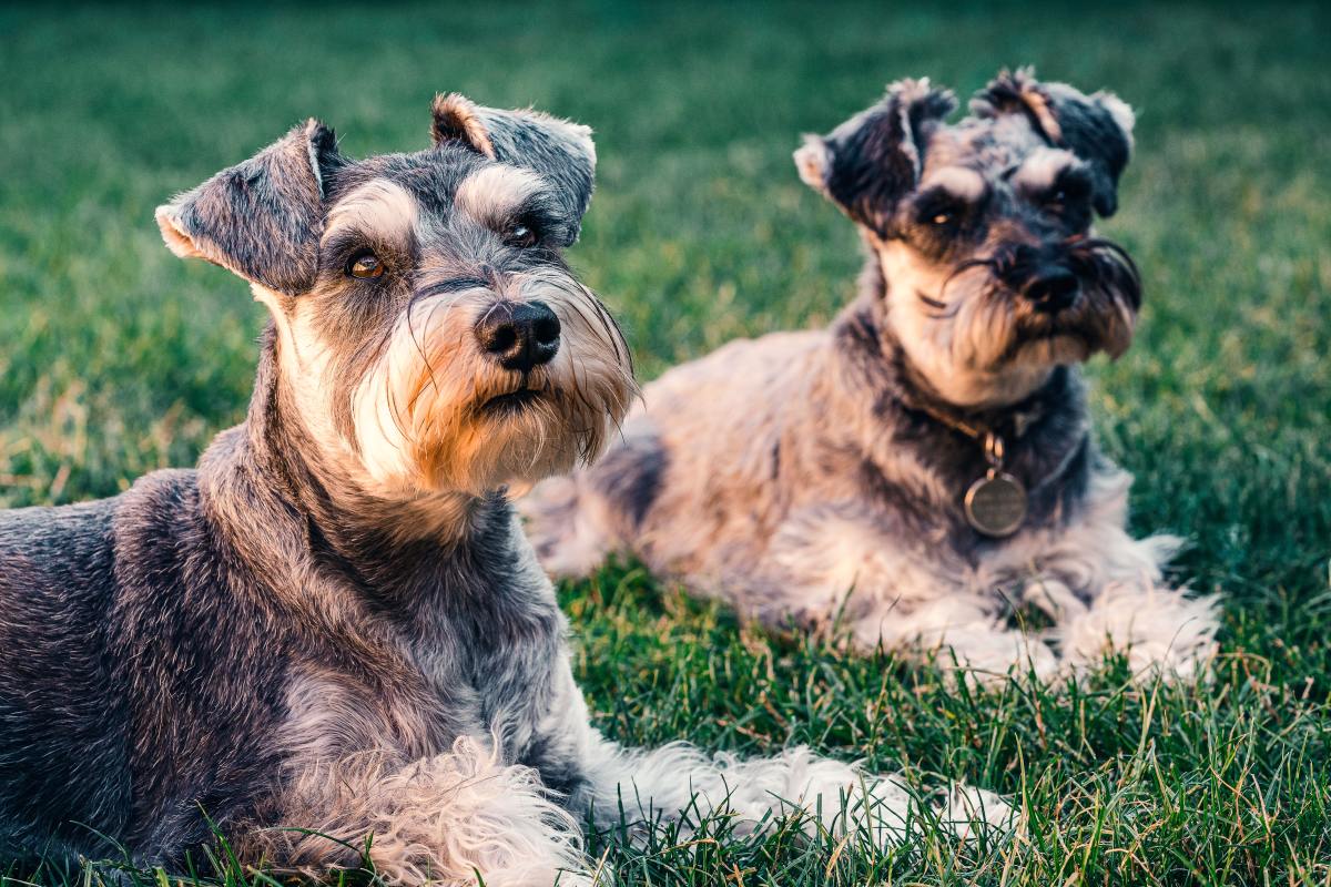 125-charming-names-for-miniature-schnauzers