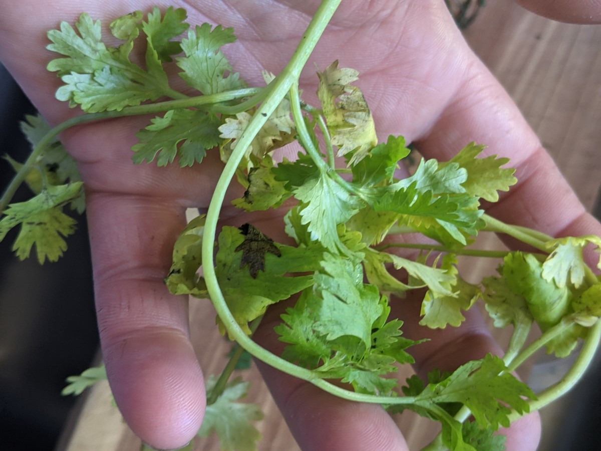 cilantro leaves only
