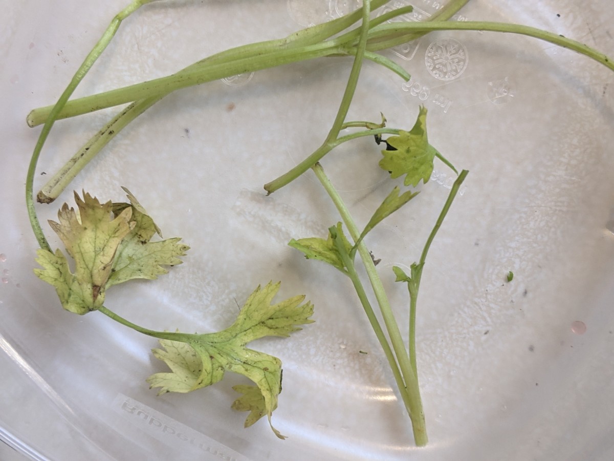discard the cilantro stems