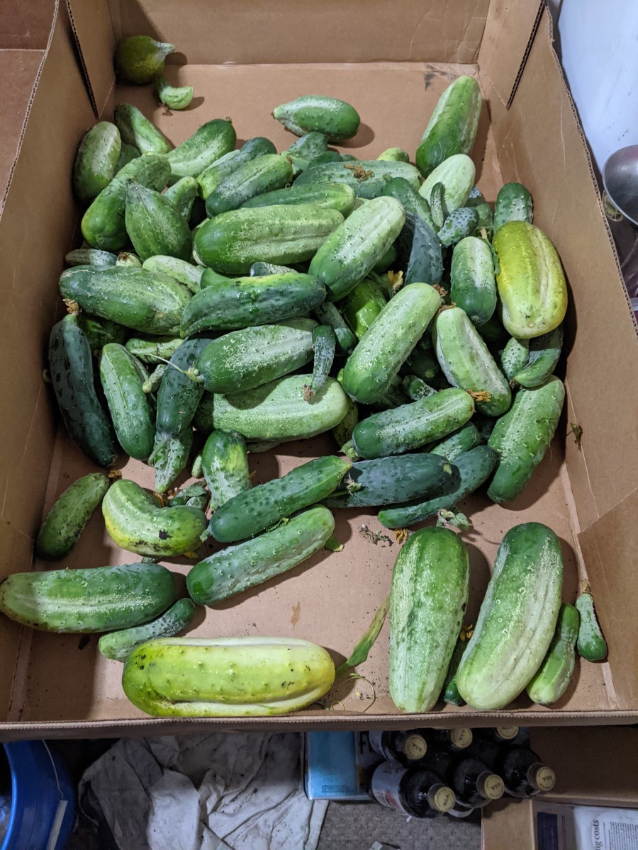 cucumber-sorting-for-pickle-making