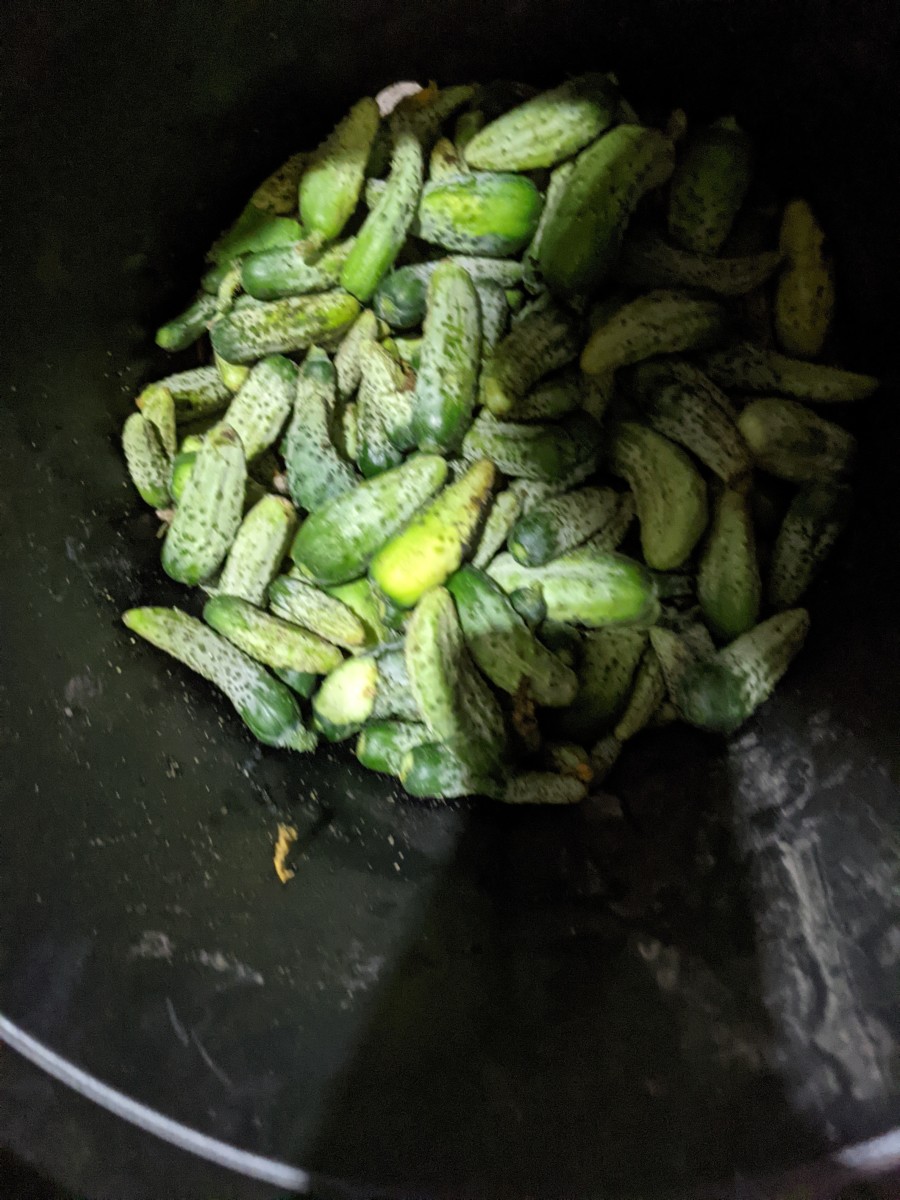 cucumber-sorting-for-pickle-making