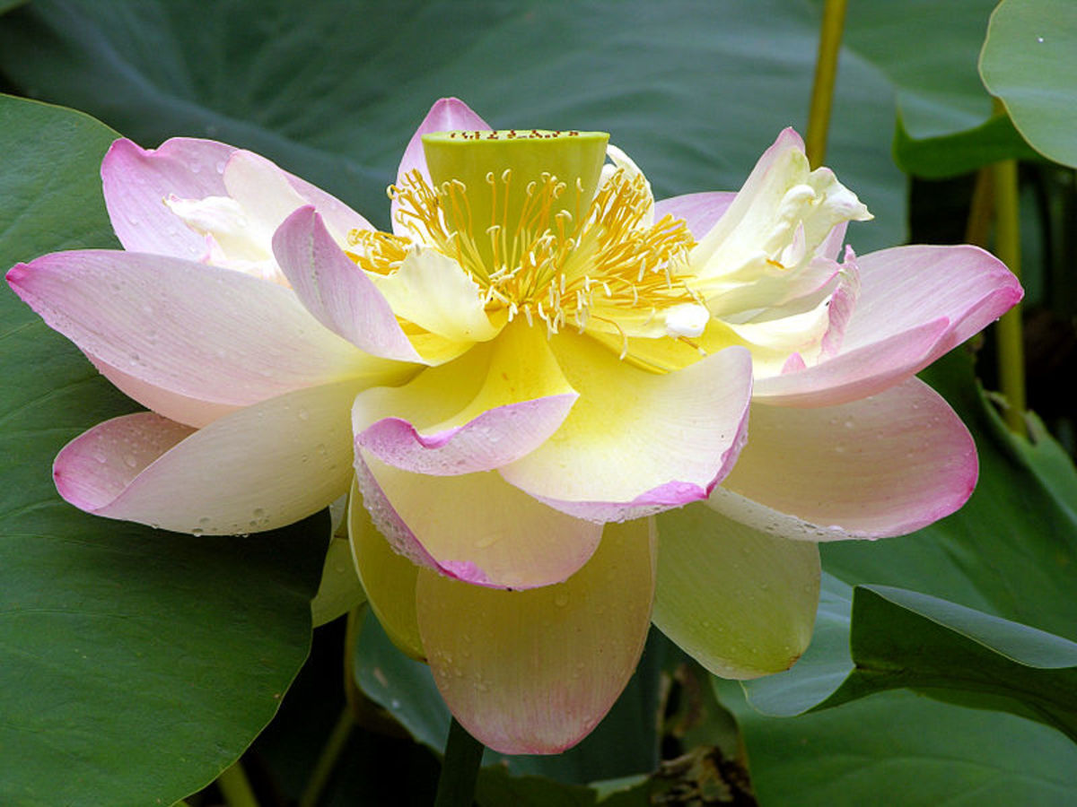 The Lotus Nelumbo nucifera Flower