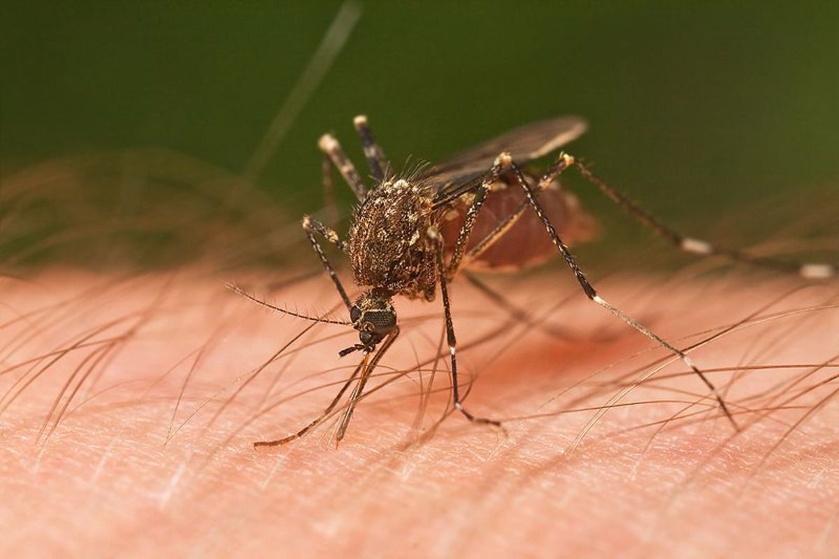 How to Get Rid of Mosquitoes, Rats and House Insects Naturally
