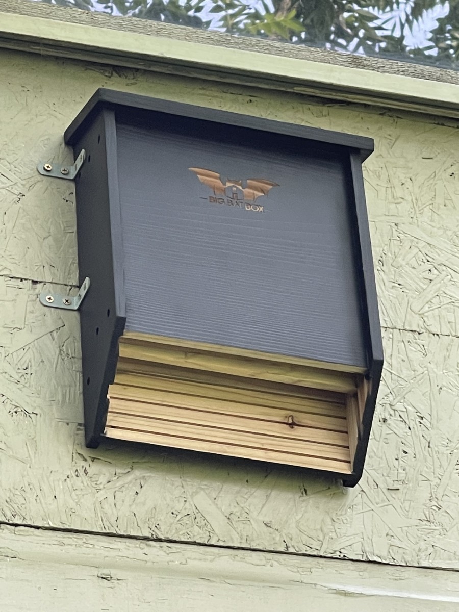 My bat house, installed on my garage just above my garden.