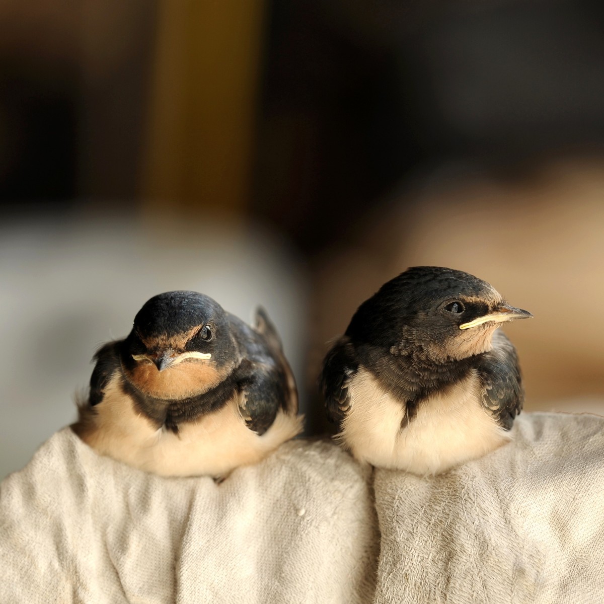 Barn swallows eat mosquitos.