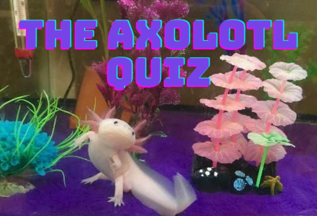 Take this quiz to see how much you know about axolotls! 