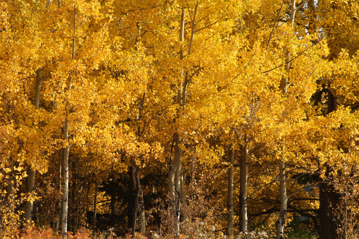 how-to-compost-leaves